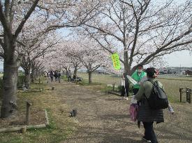 桜回廊キャンペーン