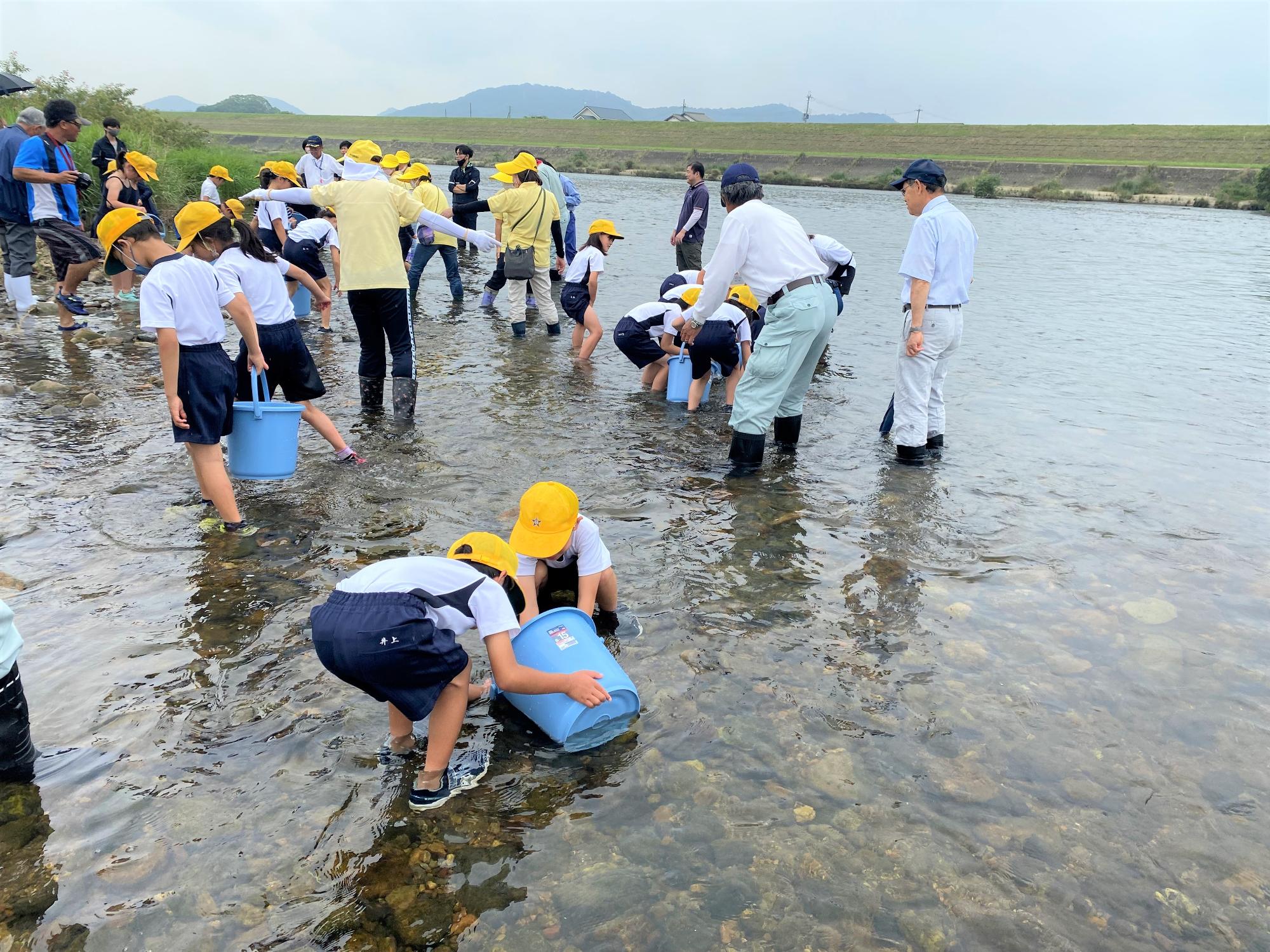 稚アユの放流体験学習