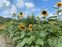山と青空をバックに大輪の向日葵が複数咲いている写真