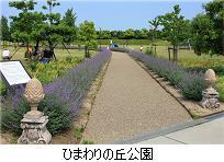 道の脇にラベンダーが咲いているひまわりの丘公園の道路の写真