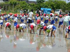 沢山の小学生達が田植えをしている写真