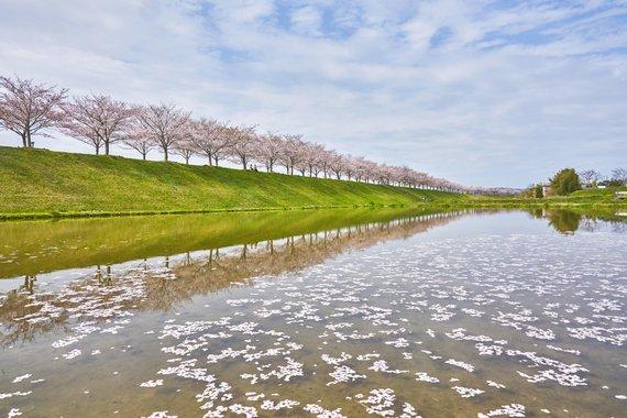 加古川に桜の花びらが浮いている桜づつみ回廊の写真