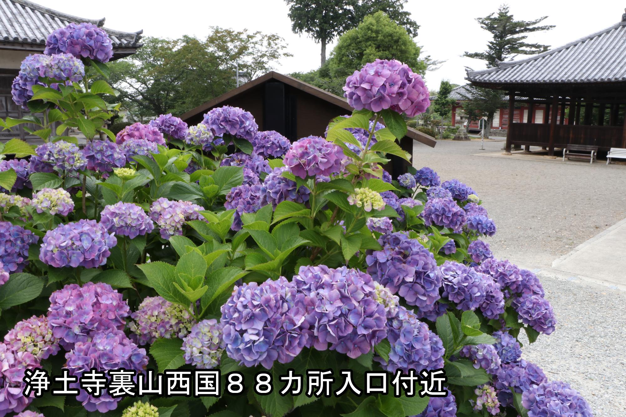 浄土寺裏山四国88か所の入口付近のアジサイの写真