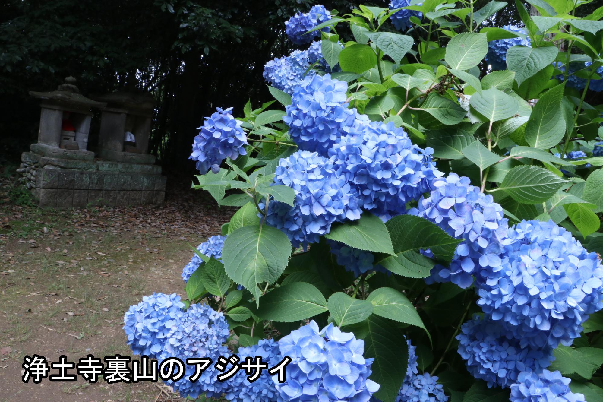 浄土寺裏山のアジサイの写真