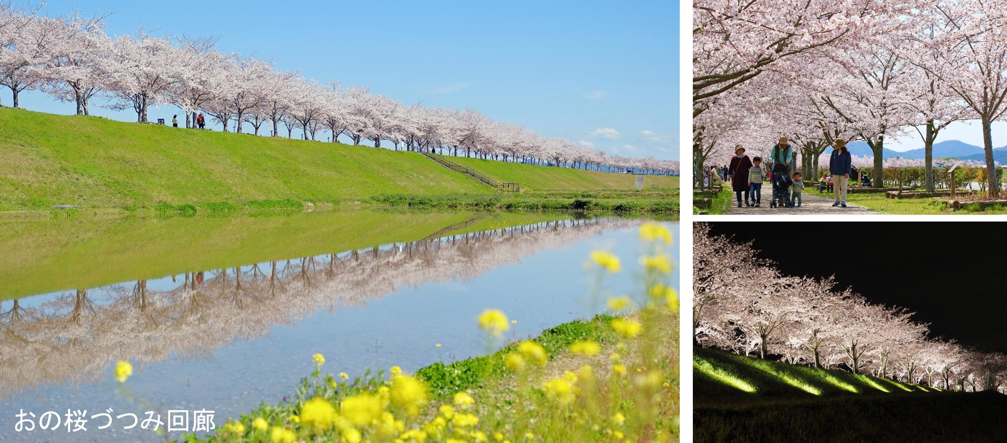 おの桜づつみ回廊の逆さ桜と夜間ライトアップの風景写真