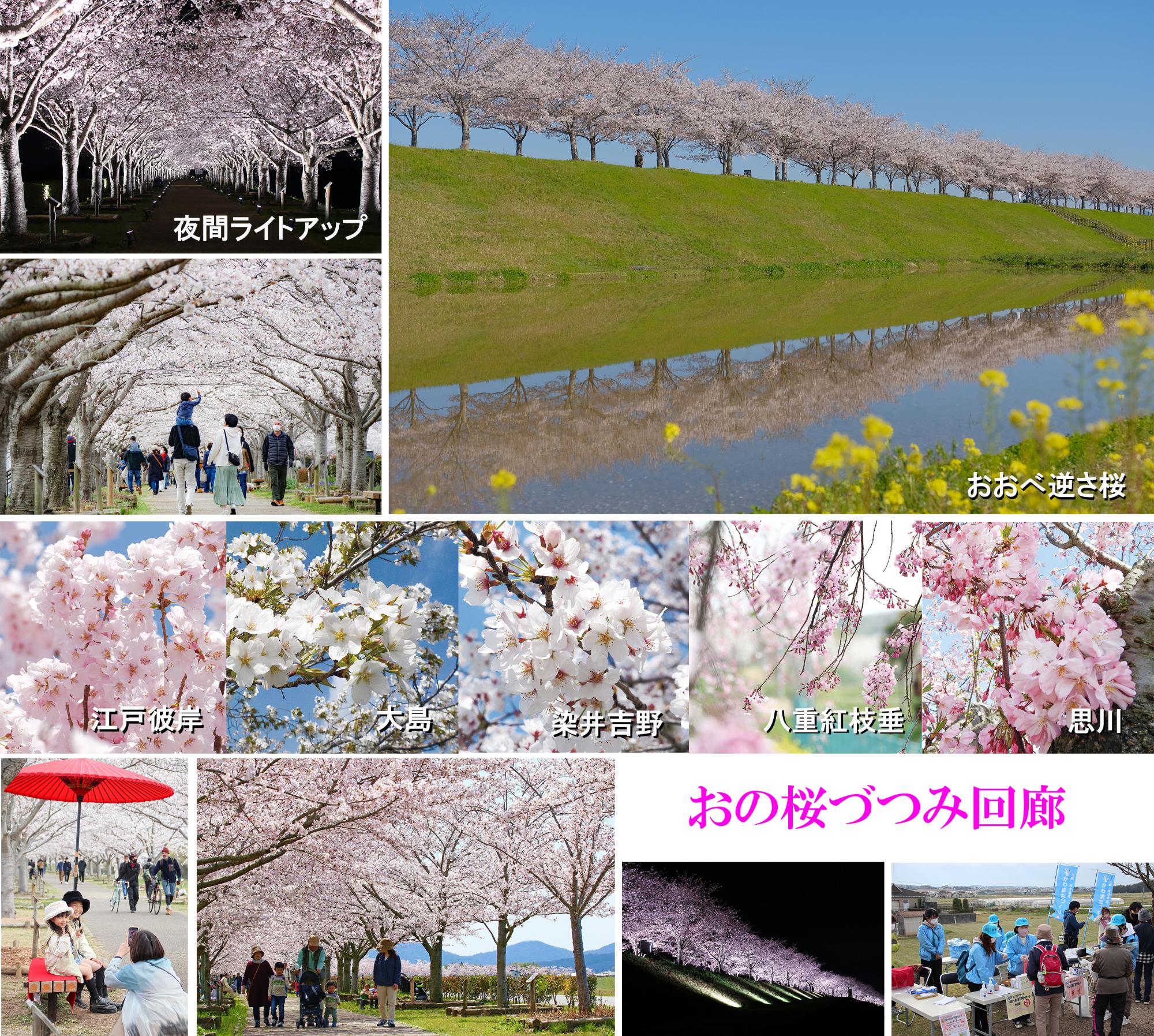 おの桜づつみ回廊の逆さ桜や夜間ライトアップの風景を組み合わせた写真