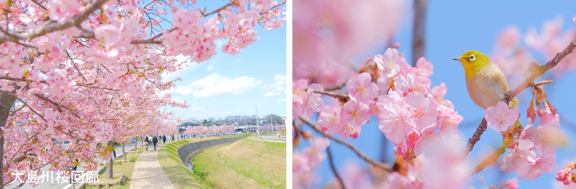 大島川桜回廊の桜と鳥のメジロが映っている写真