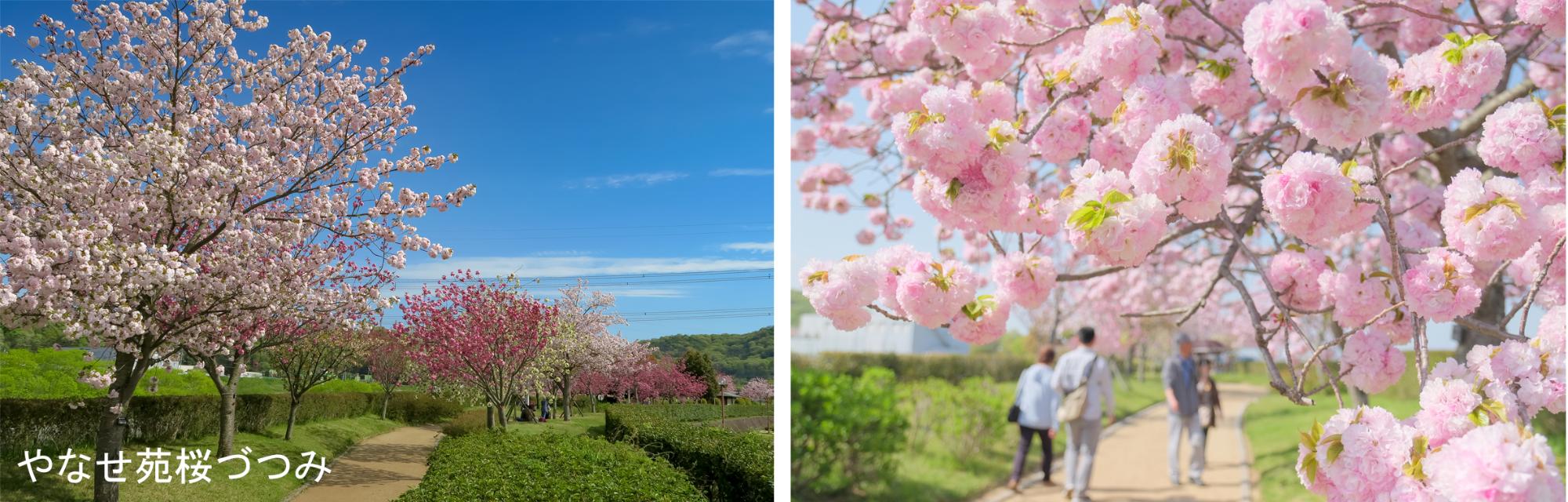 やなせ苑桜づつみの桜並木の写真