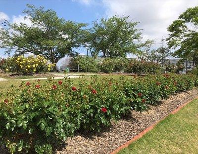 芝生に囲まれた花壇に赤いバラが咲く令和2年5月のバラ園の写真