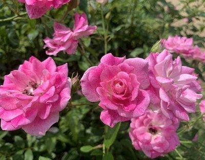 満開に咲く7月のピンクのバラの写真
