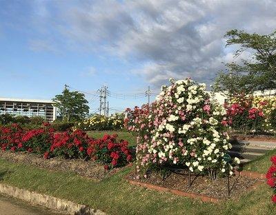 ツリーのような形状をした白とピンクの薔薇の生垣の写真