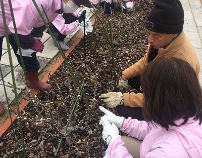 芽かきのやりかたを教えてもらっているローズガーデン管理員たちの写真