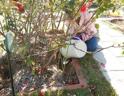 花壇の土に施肥をする作業員の写真