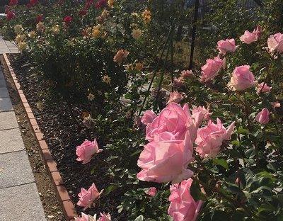 それぞれ色鮮やかに咲くバラの花たちの写真