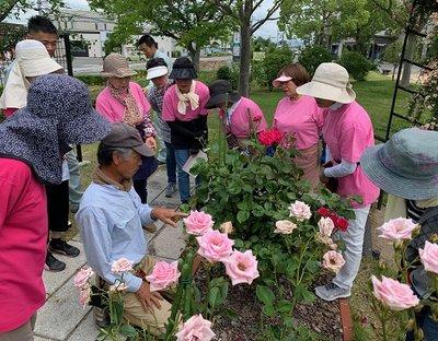 浅見先生の指示のもとピンク色のバラの花の切り戻し作業を行う管理員たちの写真