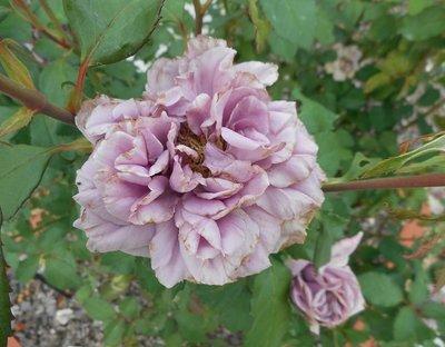 開花して色づき始める薄紫のバラの写真