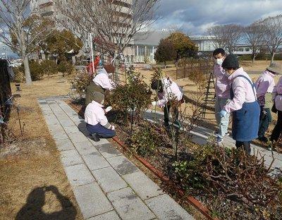通路沿いの花壇のバラを剪定している様子の写真