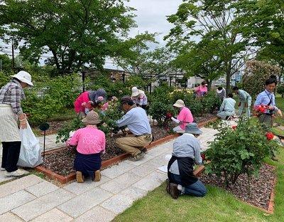 手分けしてバラの花の切り戻しを行う管理員たちの写真