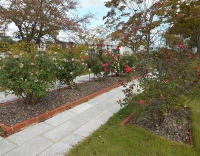 綺麗に剪定された様々な品種のバラが開花している様子の写真