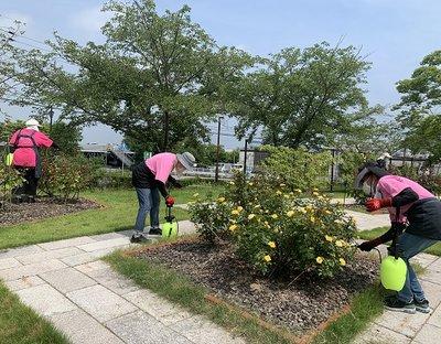 黄色いバラの花壇に薬剤を散布する人たちの写真