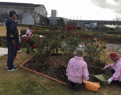 配合した肥料をバラの木の根元に施している写真