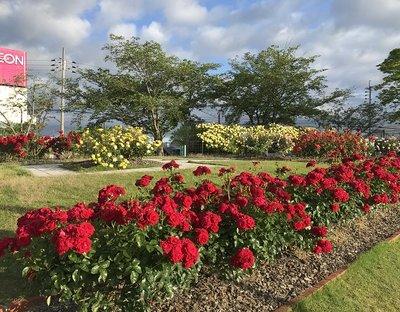 それぞれの花壇にて赤、黄色、白のバラの花を咲かせる令和2年5月のバラ園の写真