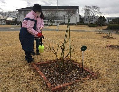 冬季剪定が終わって休眠中のバラの木に薬剤を散布している様子の写真
