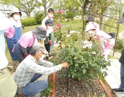 バラの切り戻し作業を行う人たちの写真