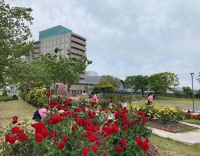 曇り空の下赤、黄色、ピンクとそれぞれ色鮮やかに咲くバラの写真