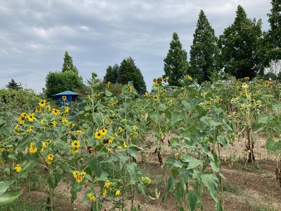 小さめの花を咲かせている様子
