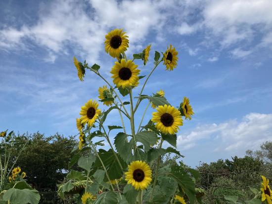 一本からたくさん花を咲かせるひまわり