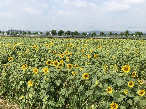 畑一面に広がり、黄色い花が三分咲き~四分咲き程となったひまわりの写真