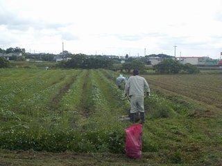 ひまわり畑にて、草刈と肥料の散布作業を行う人の写真