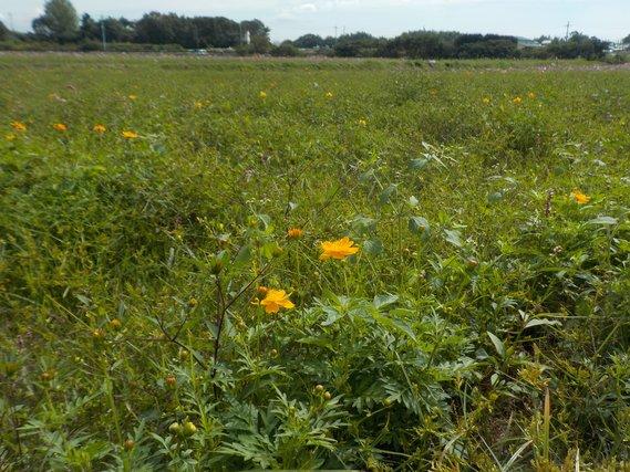 畑一面に植えられ、ところどころ黄色い花を付け始めているキバナコスモスの写真