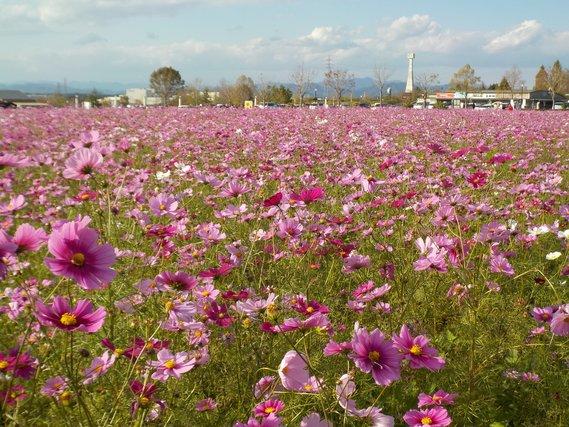 畑一面に薄紫色の花が満開に咲き誇るコスモスの写真