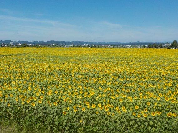 青空の下、畑一面に広がり黄色い花を七分咲きに咲かせたひまわりの写真