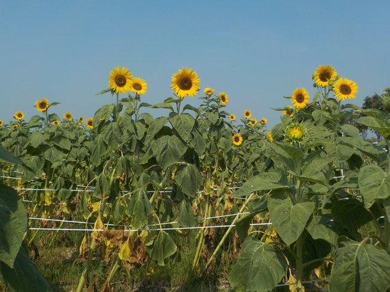大きく丈を伸ばし、その先に黄色い花を咲かせているひまわりの写真