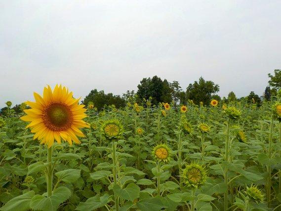 ひまわりのつぼみに囲まれ、一足先に開花し始めるひまわりの花の写真