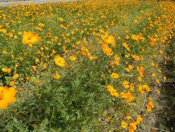 畑一面に列をなして生える、90センチメートル程の丈に育ち九分咲きとなっている黄色いキバナコスモスの写真