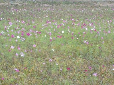畑一面に広がり薄紫色の花が咲き始めているコスモスの写真
