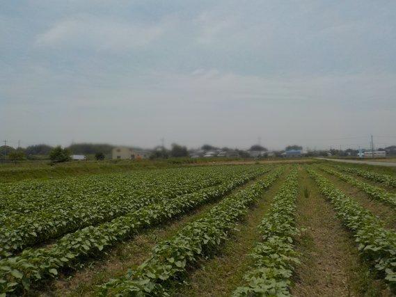 畑一面の畝に幾重にも列をなして並ぶひまわりの苗の写真