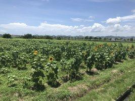 青空の下で畑一面に生え揃い、一部黄色い花が開花し始めているひまわりの写真