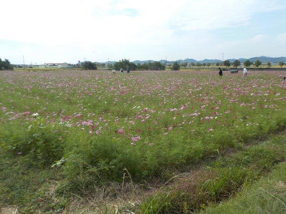畑一面に植えられ、薄紫色の花が五分咲きとなっているコスモスの写真