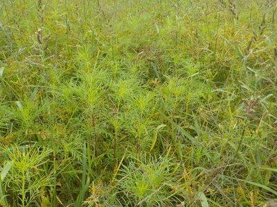 畑に植えられた、細かな切れ込みの入った緑の葉のコスモスの写真