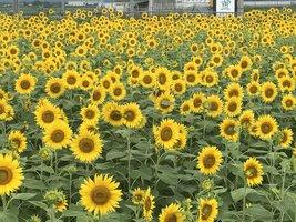 黄色い花がこちらに向かっていくつも咲いているひまわり畑の写真