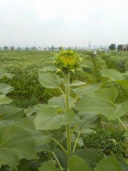 黄色く色づき、開花の前兆をみせるひまわりのつぼみの写真