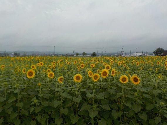 畑一面に広がり黄色い花が五分咲きとなったひまわりの写真