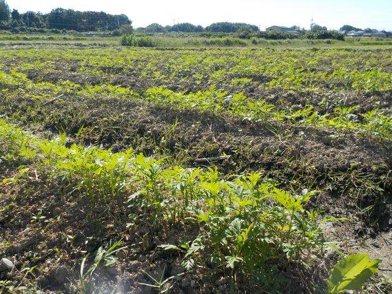 畑の畝に列をなして植えられている、まだ丈が低く緑の葉のみのキバナコスモスの写真
