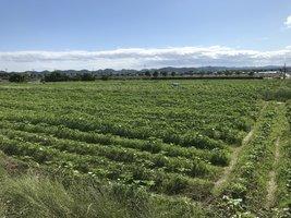 青空の下、畑一面の畝に列をなして植えられたひまわりの苗の写真