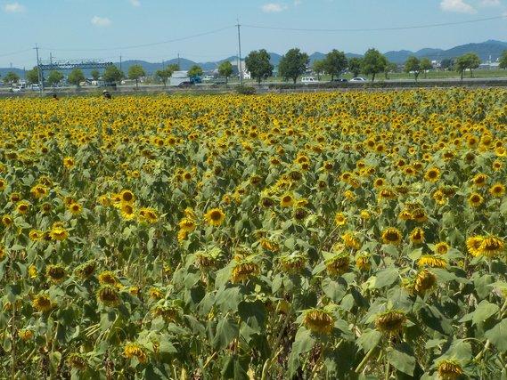畑一面に広がり徐々にその黄色い花が頭を垂れ始めているひまわりの写真